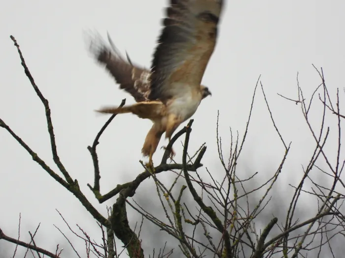 Gespotte Buizerd