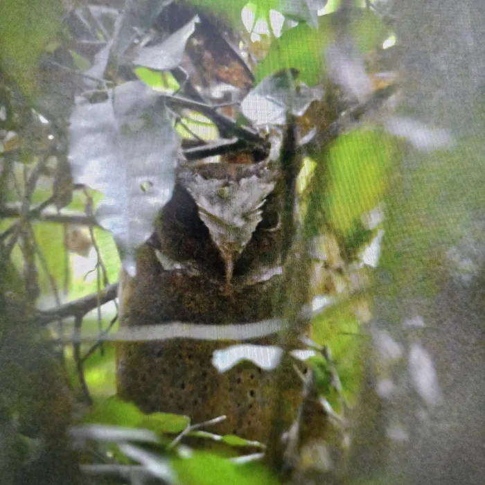 Gespotte Maleise dwergooruil