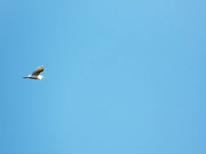 Spotted Western Cattle-Egret