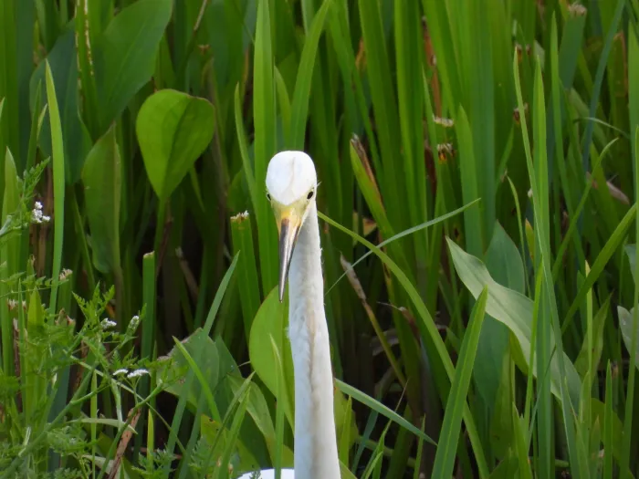 Spotted Great Egret
