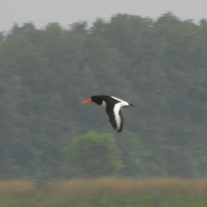 Spotted Eurasian Oystercatcher