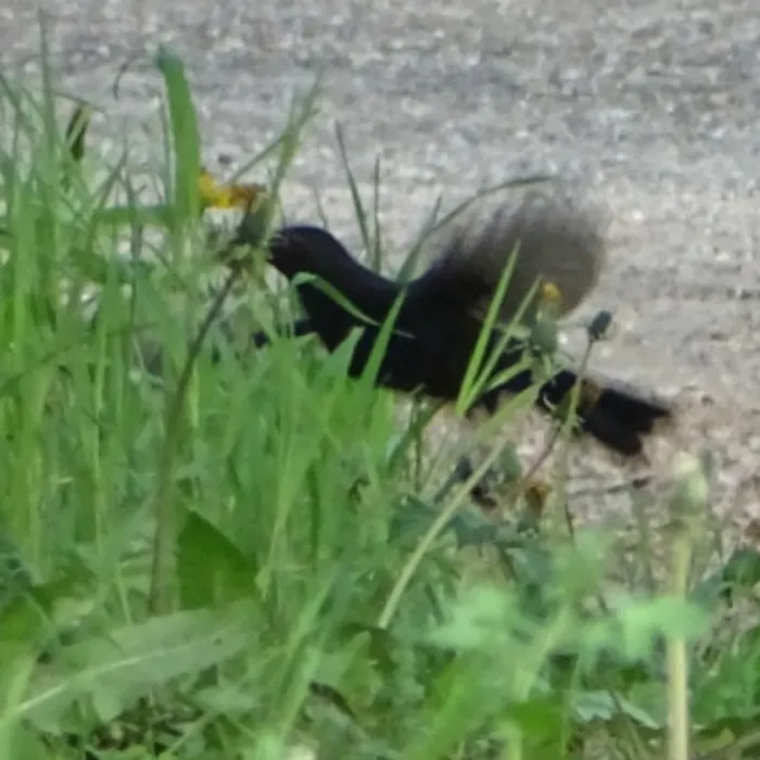 Spotted Eurasian Blackbird
