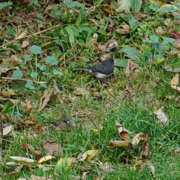 Waargenomen Grijze junco