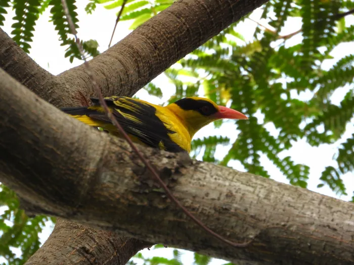 Gespotte Chinese wielewaal