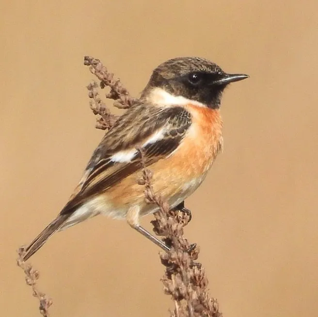 Gespotte Roodborsttapuit