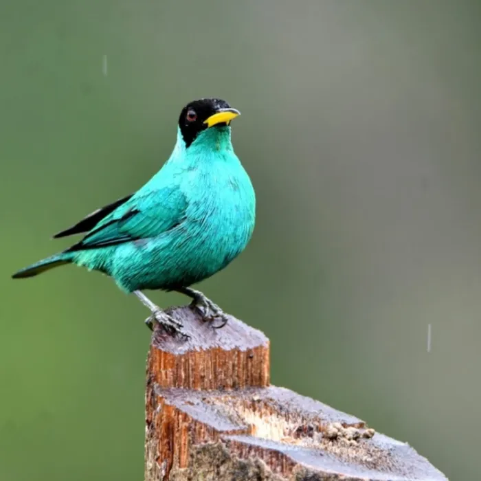 Gespotte Groene suikervogel