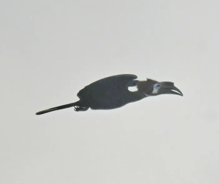 Spotted Black-casqued Hornbill