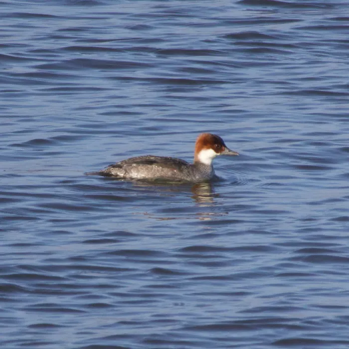 Spotted Smew