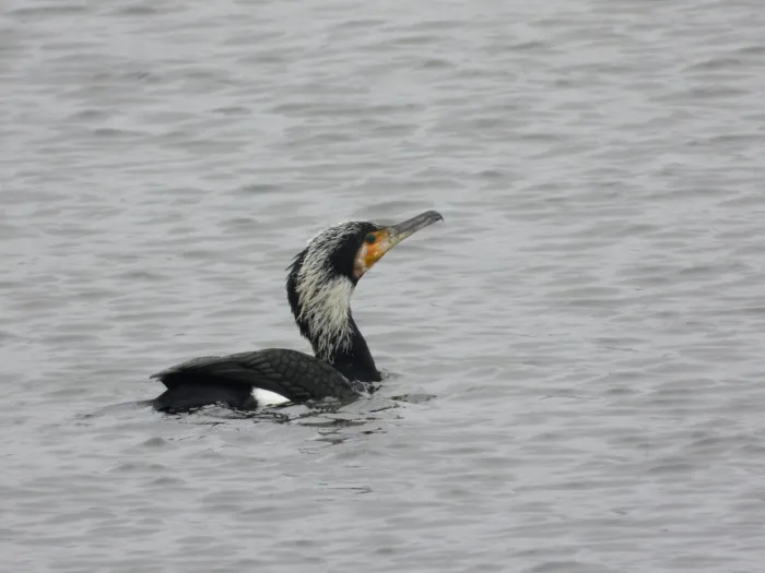 Spotted Great Cormorant