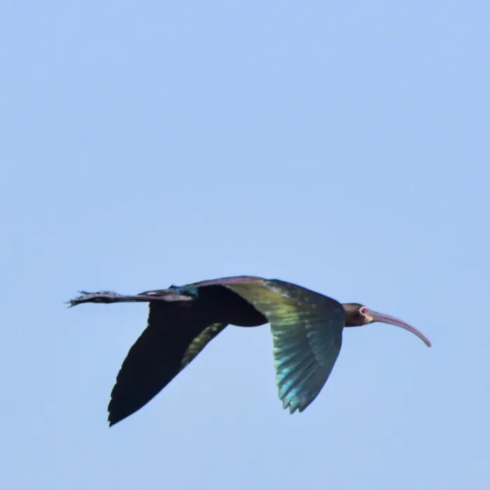 Spotted White-faced Ibis