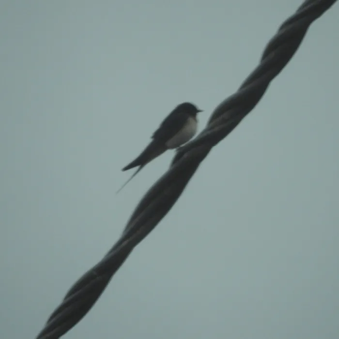 Spotted Barn Swallow