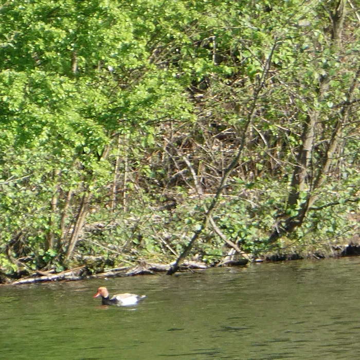 Red-crested Pochard