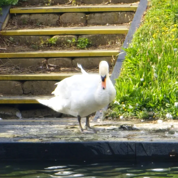 Spotted Mute Swan