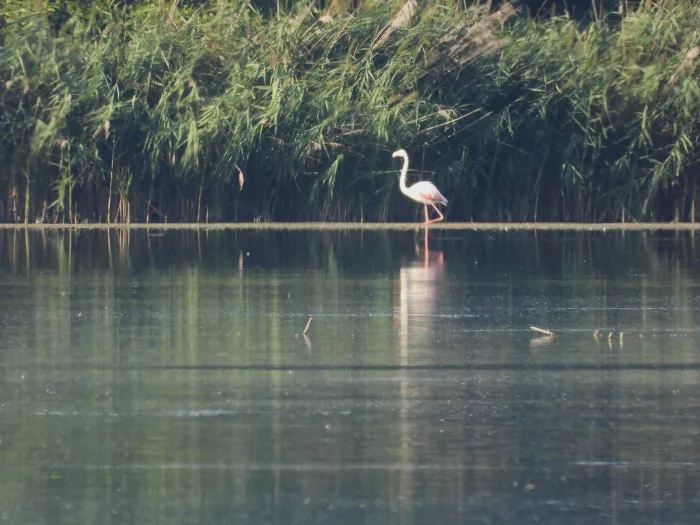 Waargenomen Flamingo