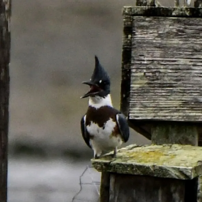 Gespotte Bandijsvogel