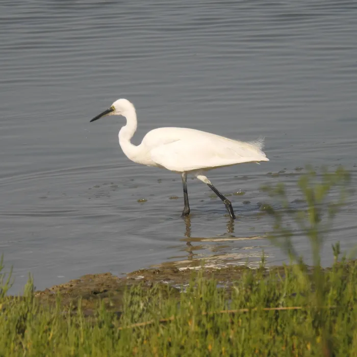 Spotted Little Egret