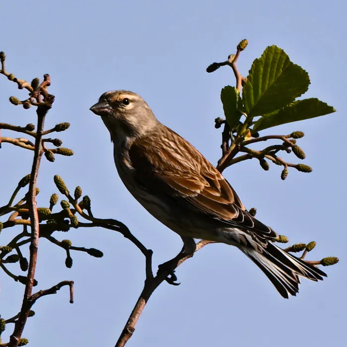 Eurasian Linnet