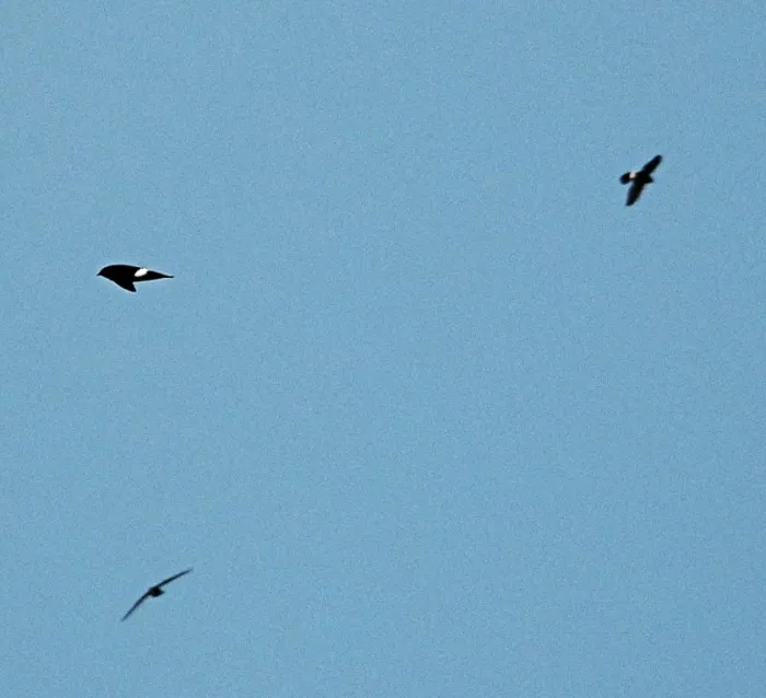 Gespotte Siberische gierzwaluw