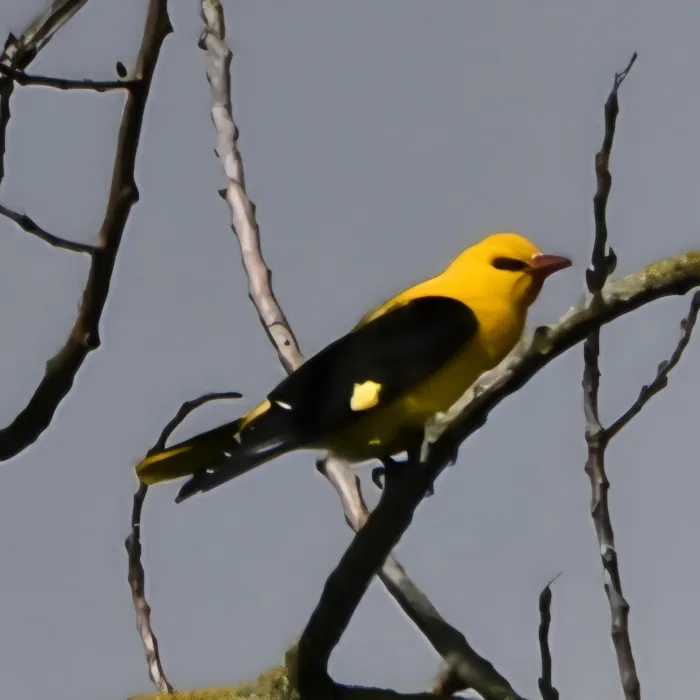 Spotted Eurasian Golden Oriole