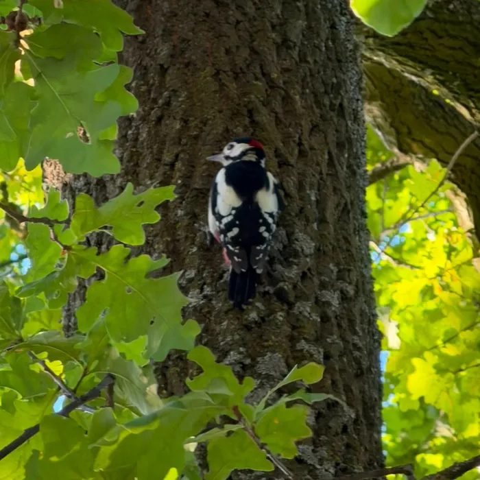 Spotted Great Spotted Woodpecker