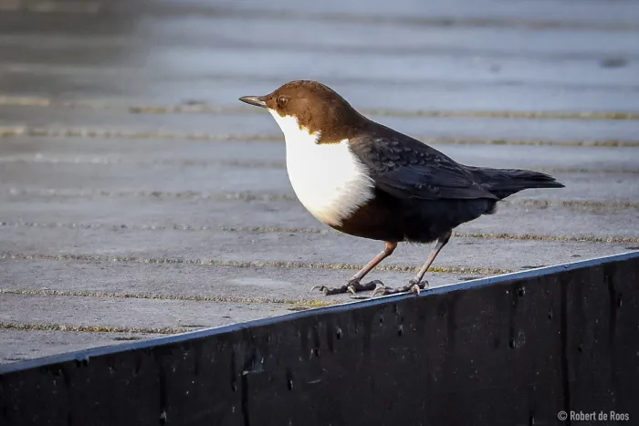 Spotted White-throated Dipper