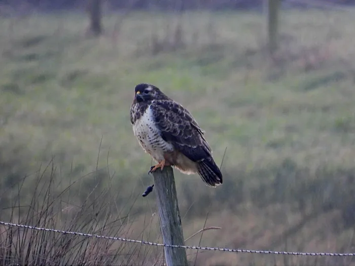 Gespotte Buizerd