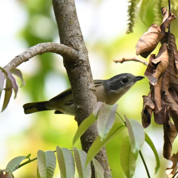 Spotted White-browed Shrike-Babbler
