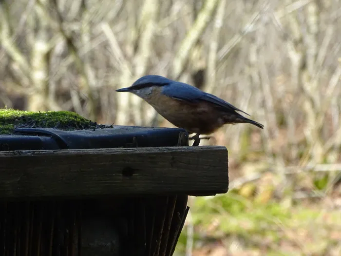 Spotted Eurasian Nuthatch
