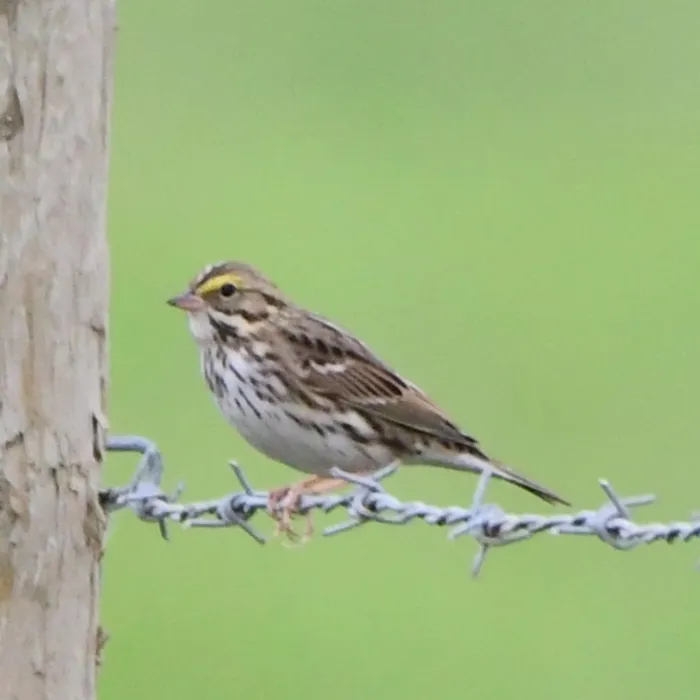Spotted Savannah Sparrow