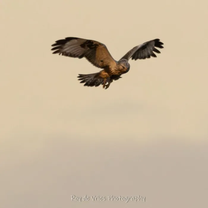Gespotte Ruigpootbuizerd
