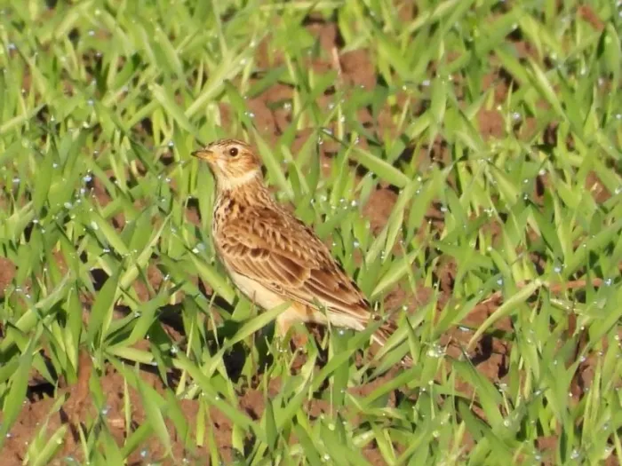 Gespotte Veldleeuwerik