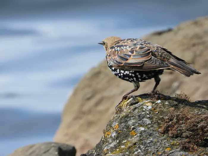Spotted European Starling