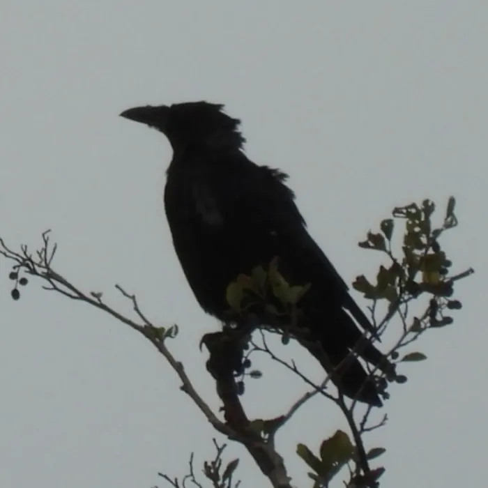 Spotted Carrion Crow