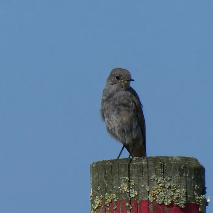 Spotted Black Redstart