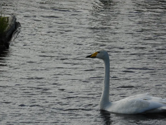 Gespotte Wilde zwaan