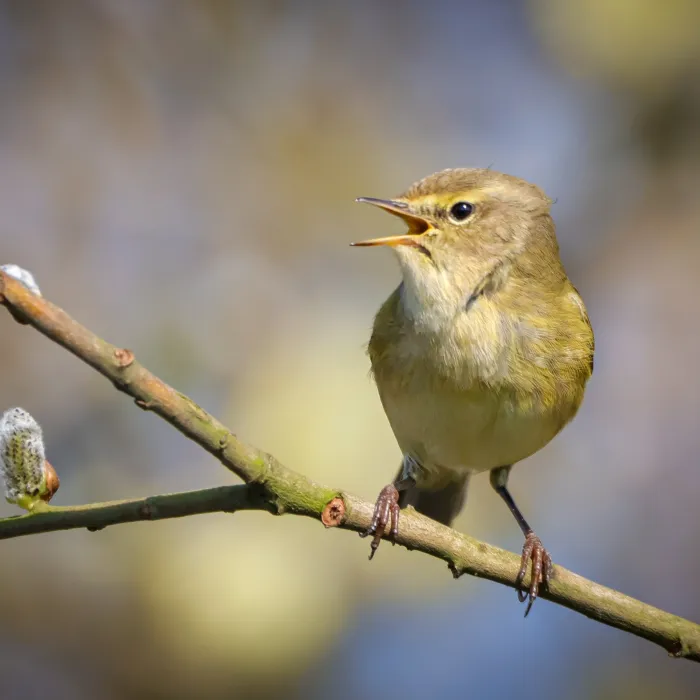 Common Chiffchaff