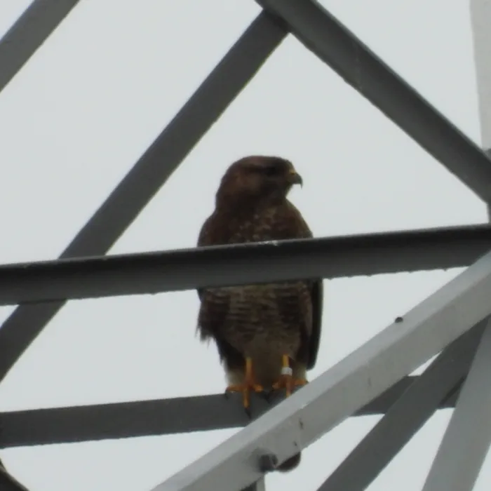 Spotted Common Buzzard