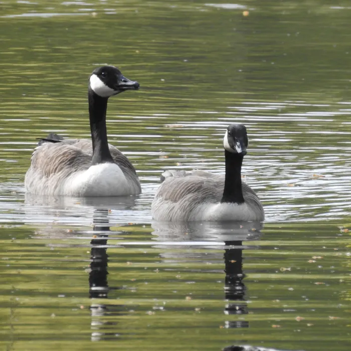 Gespotte Grote Canadese gans