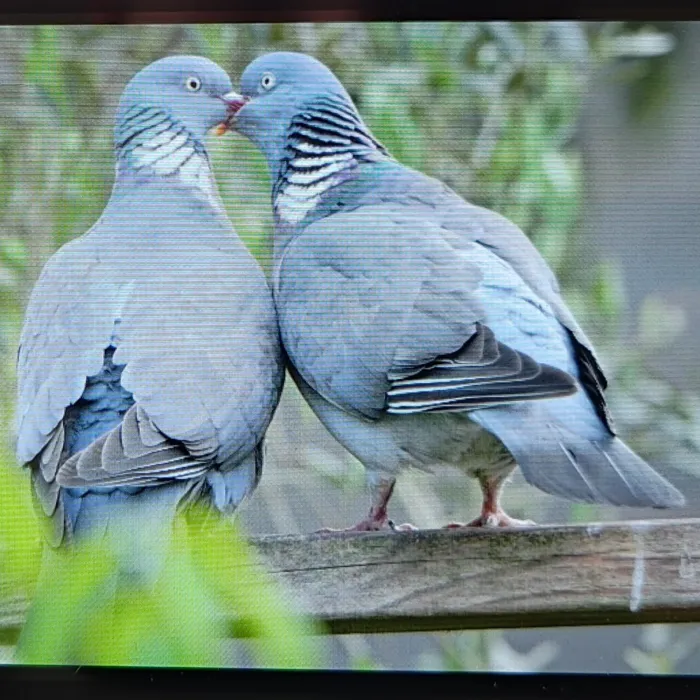 Spotted Common Wood-Pigeon