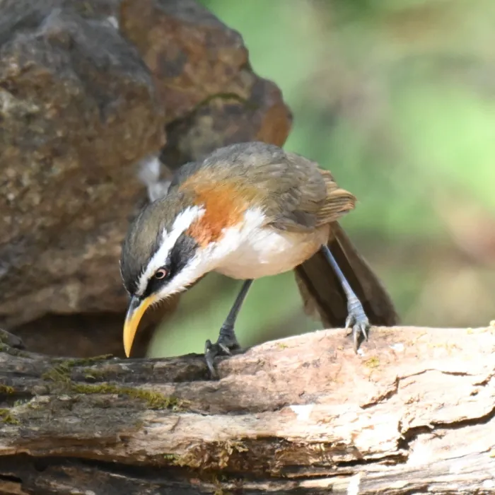 Spotted White-browed Scimitar-Babbler