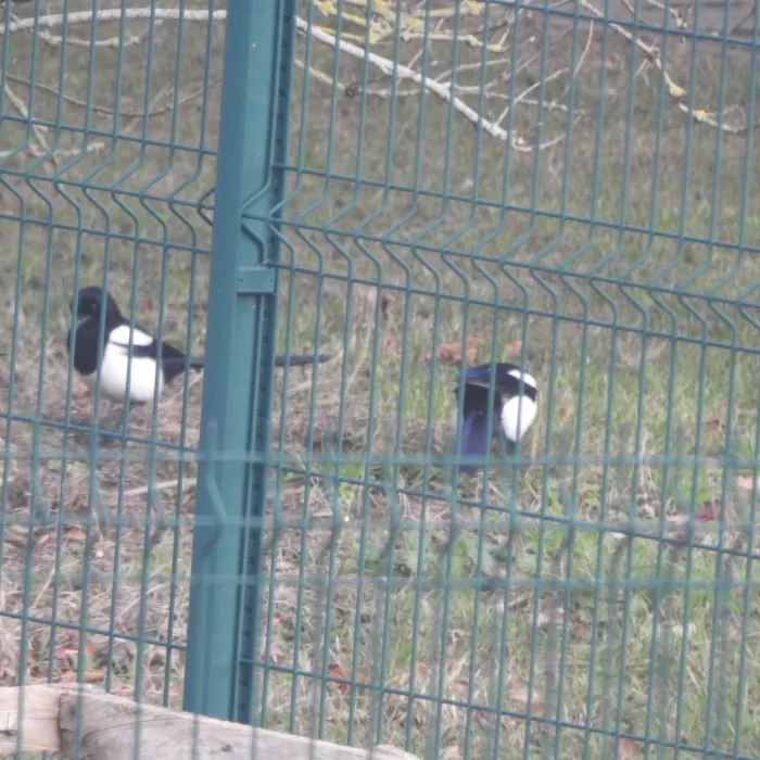 Spotted Eurasian Magpie