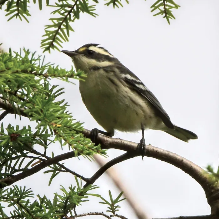 Spotted Black-throated Gray Warbler