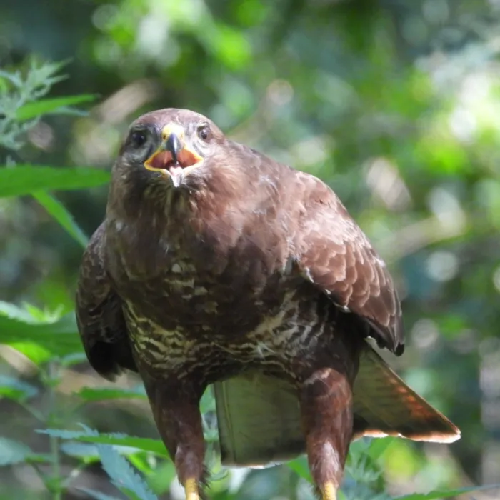 Waargenomen Buizerd