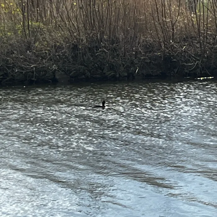 Spotted Great Crested Grebe