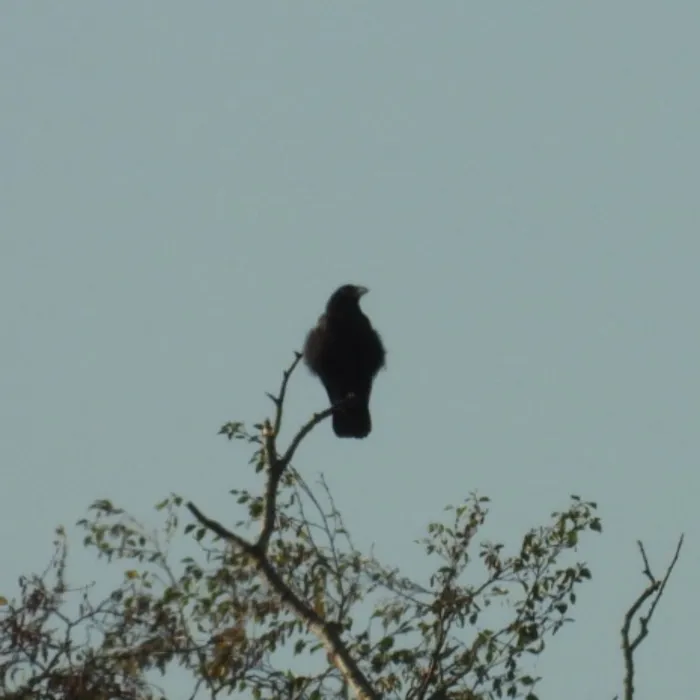 Spotted Carrion Crow