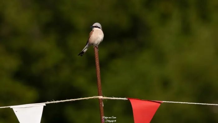 Spotted Red-backed Shrike