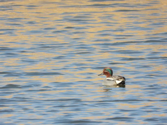 Gespotte Wintertaling