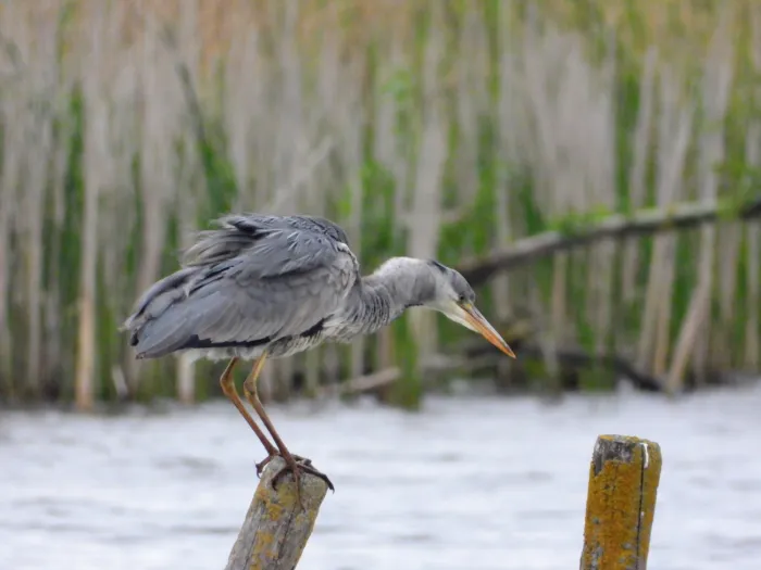 Spotted Gray Heron