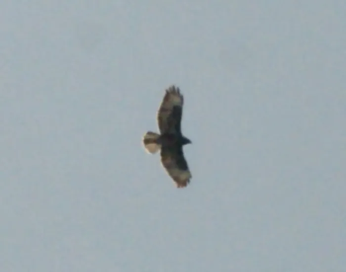 Gespotte Buizerd