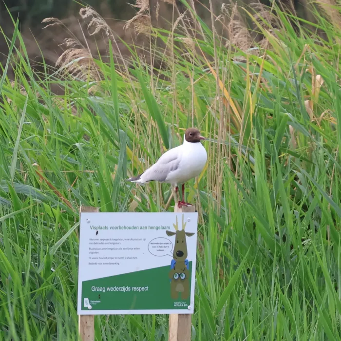 Waargenomen Kokmeeuw